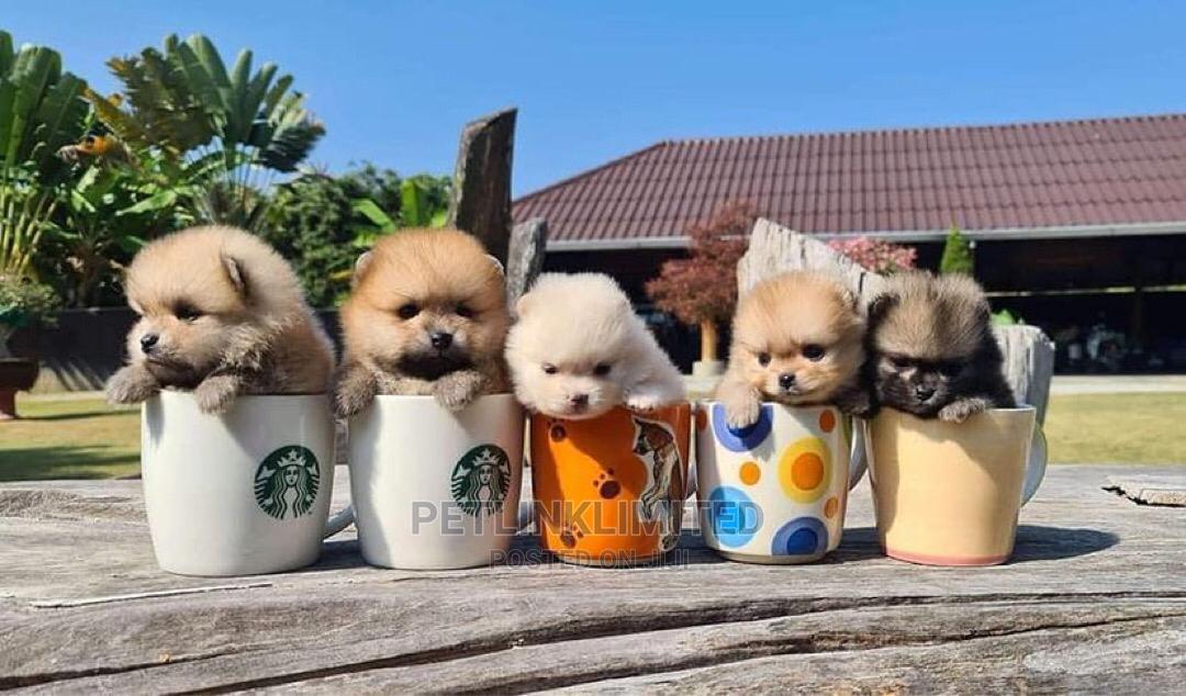 13 Months Male Purebred Pomeranian in Lekki Dogs & Puppies, Kolapo