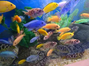 Photo - African Cichlids