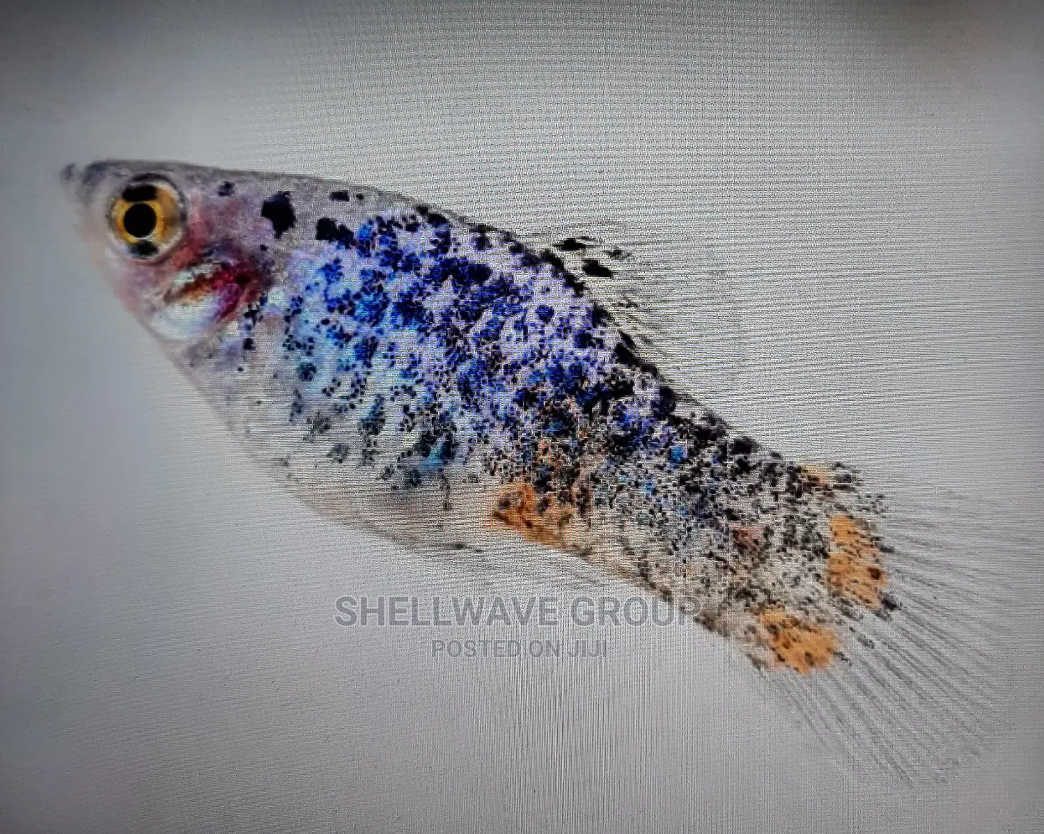 Various Platy Aquarium Fish in Ikeja Fish, Shellwave Farms Jiji.ng