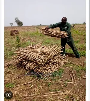 Photo - Cassava Stem