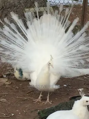 White Peacock Pair