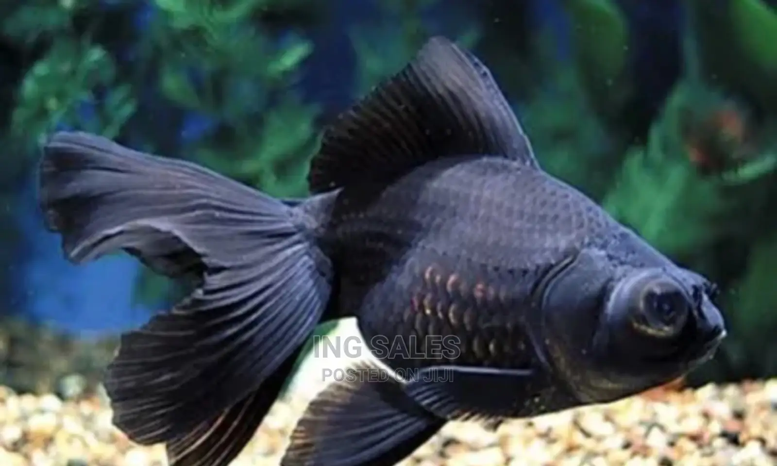 Black Moore Aquarium Fish in Surulere Fish, Ing Sales Jiji.ng