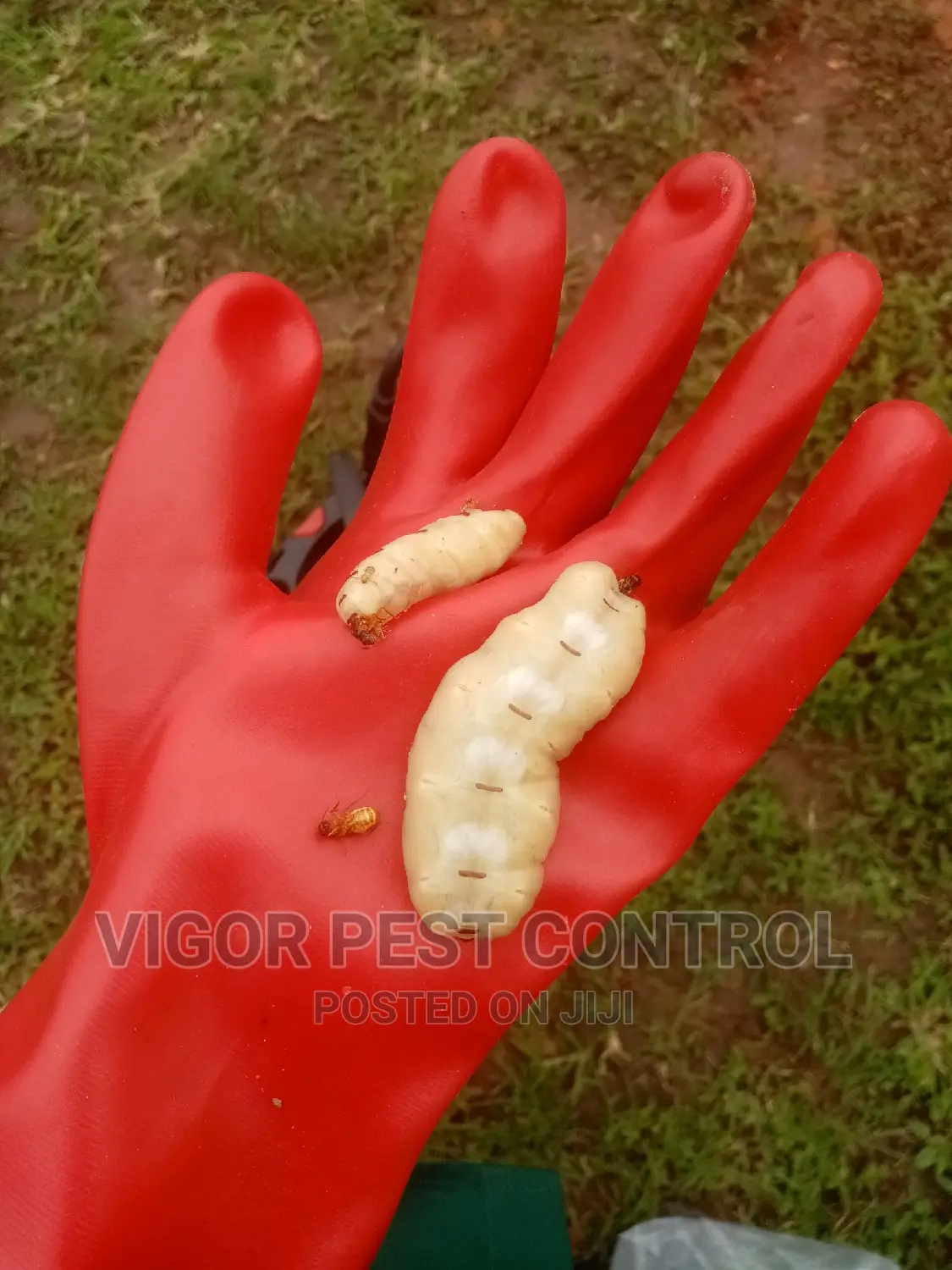 Termites Control Service in Ikeja Cleaning Services, Vigor Pest