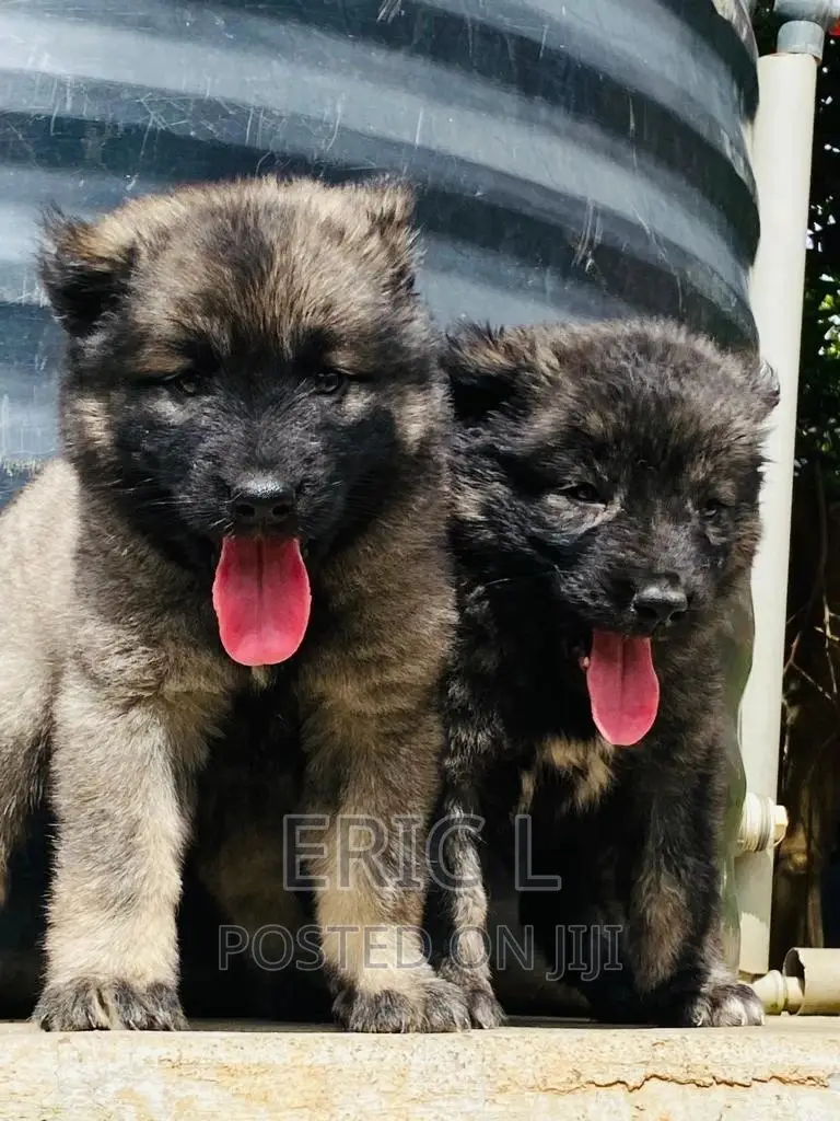 1-3 months Female Purebred Caucasian Shepherd