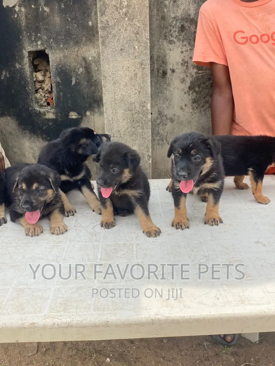13 months Female Purebred German Shepherd in Lekki Dogs & Puppies