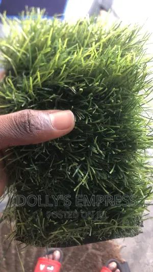 Photo - Carpet Rug