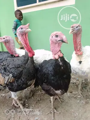 Turkeys In Nigeria For Sale Prices On Jiji ng turkeys-in-nigeria-for-sale-prices-on-jiji-ng
