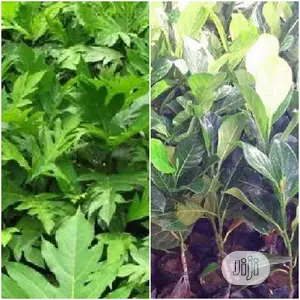 Photo - Jackfruit, Breadfruit [Nut Yam Type] , Ukwa Seedling