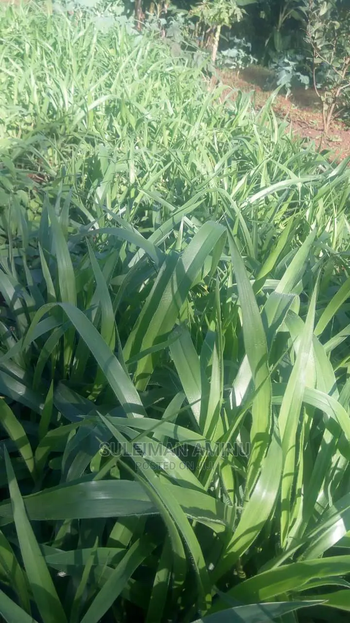 Brachiaria Grass Seed in Kaduna / Kaduna State Feeds, Supplements