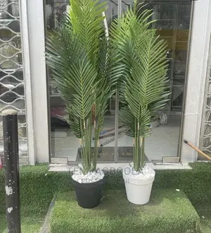 Photo - Palm Plant With Planter