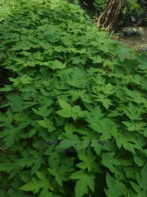 Photo - F2 Dwarf Pawpaw Seedling