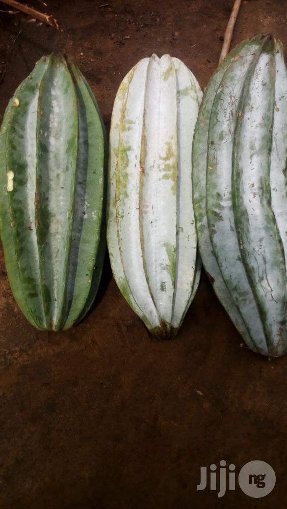 Improved Fluted Pumpkin Big Open Leaf Ugu Calabar Pods in Abak Feeds
