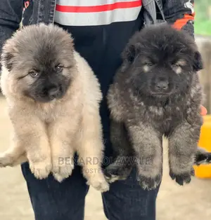 Photo - 1-3 Months Female Purebred Caucasian Shepherd